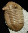 Very D Inch Asaphus Punctatus Trilobite #460-1
